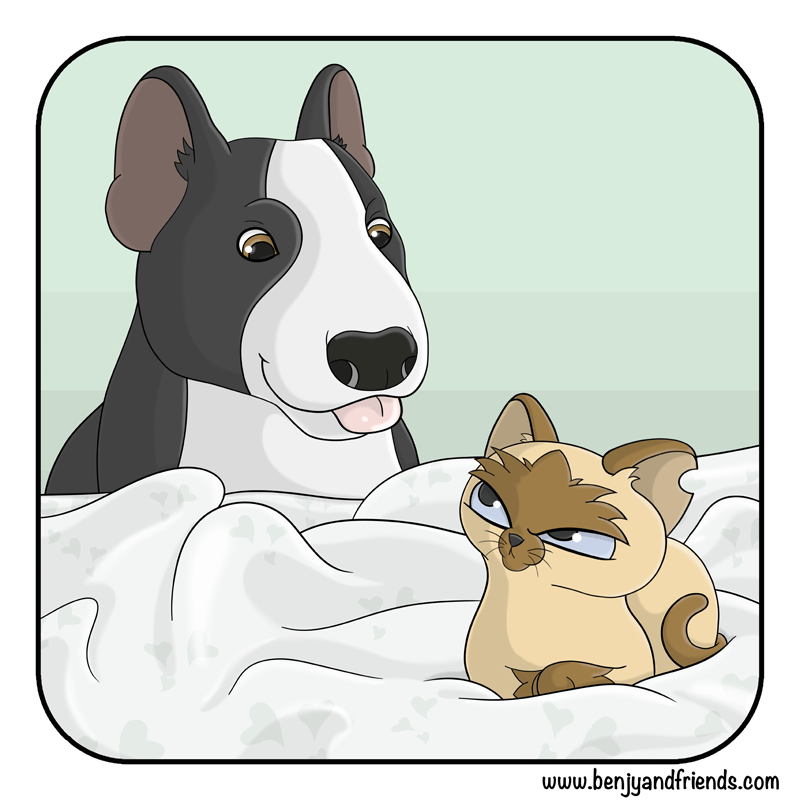 Pet comic. Quincy siamese cat wants quiet