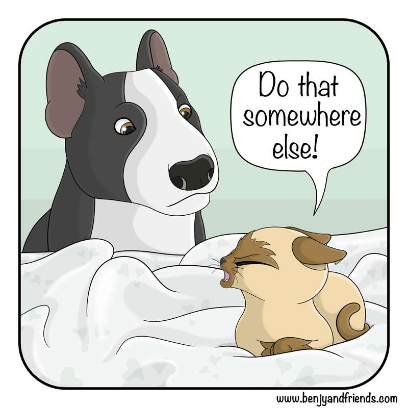 Pet comic. Quincy siamese cat tells Taffy bull terrier to pant elsewhere