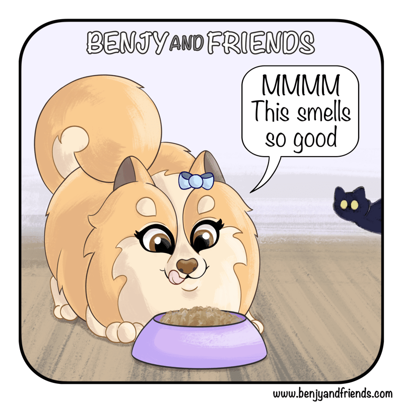 Lotty the pomeranian is looking forward to her meal. She doesn't know she is being watched. "MMM this smells so good". 